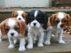 Chiots de race cavaliers King Charle