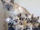 Magnifique chatons de race siamois   en adoption