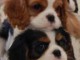 Chiots Cavalier King Charles a reserver