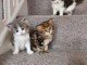 Super chatons persan adopte