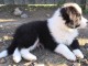 Adorables chiots border collie lof 