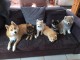 Adorables chiots pomsky lof 