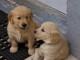 Adorables chiots golden retriever lof 