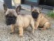 Adorables chiots bouledogue français lof 