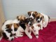 Adorables chiots jack russel lof 