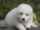 Chiots samoyede LOF a donner