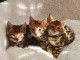  a donner contre bon soin chatons bengals