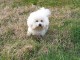 magnifique bichon maltese disponible. 