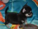 chiot chihuahua femelle et pedigre adonner