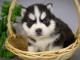 Sublime Chiots Pomsky a donner