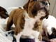 Magnifique bouledogue Anglais  en adoption