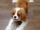 magnifique chiot cavalier King 