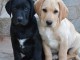 Donne contre bon soin les chiots de race labrador retriever 