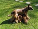 Chiots Malinois a Donner