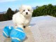 Chiot type bichon maltais femelle à Donner Urgent