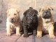  Magnifiques chiots de Shar Pei