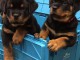 Adorables  chiots rottweilers disponible pour adoption.