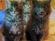 4 chaton main coon a donner