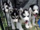  Superbes chiots Husky siberien