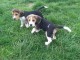 Adorable chiots beagle disponible pour adoption