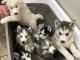 Manifique chiots husky siberien