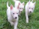 Adorables chiots bergers blancs suisse 