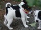 Disponible de suite Jack Russel