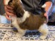 Magnifique  chiot shih tzu à donner