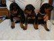 Adorables chiots Dobermann