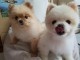 Magnifiques chiots spitz nains pomeranien