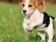 Chiots beagle trois mois