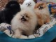 Chiots spitz pomeranien