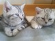 2 adorables chatons British en adoption