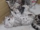 Adorables  chatons British Shorthair disponible pour adoption