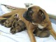 Magnifiques Chiots Boxer Pure Race