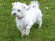 Donne chiot type Bichon Maltais 