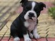 Donne chiot type  Boston terrier