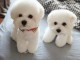 Donne chiot type Bichon havanais