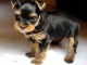 Donne chiot type Yorkshire Terrier,