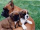   Magnifiques Chiots Boxer Pure Race