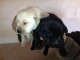 Magnifiques Chiots Labrador Retriever Pure Race 