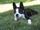 Donne chiot type  Boston terrier,