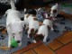  5 magnifiques chiots femelles et male Jack Russells