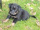 ADORABLES CHIOTS BEAUCERONS