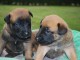 3 CHIOTS BERGERS BELGES MALINOIS