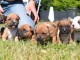   Magnifiques Chiots American Stafforshdire Pure Race