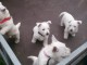 CHIOTS WESTIE A DONNER