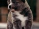 Disponible de chiot Akita inu trois mois