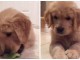 chiot golden retriever a donner