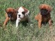 adorable chiot boxer a donner